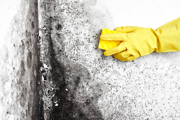 Mold Removal and Inspection in Lovejoy, GA
