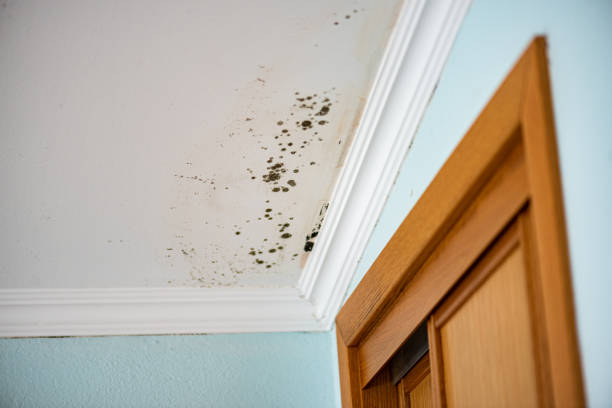 Best Emergency Mold Removal  in Lovejoy, GA