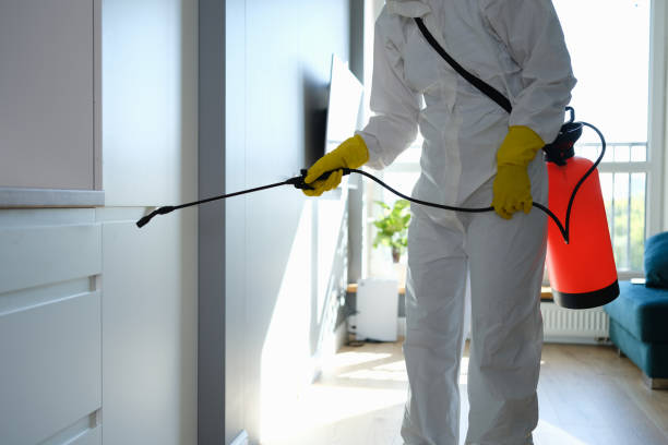 Best Attic Mold Removal  in Lovejoy, GA