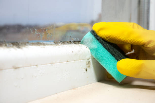 Best Attic Mold Removal  in Lovejoy, GA