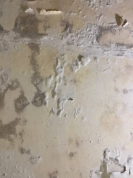 Best Commercial Mold Removal  in Lovejoy, GA