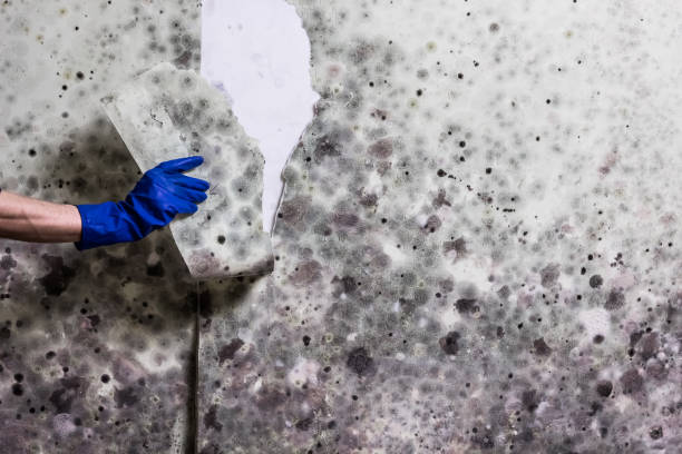 Best Home Mold Removal  in Lovejoy, GA